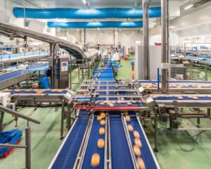Des donuts filent sur une ligne de production industrielle
